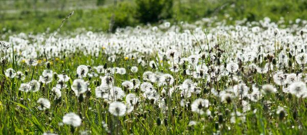 Field of dandelions - Sputnik International