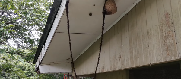 Next-Level Teamwork: Army Ants Construct Body Bridge to Infiltrate Wasp Nest - Sputnik International