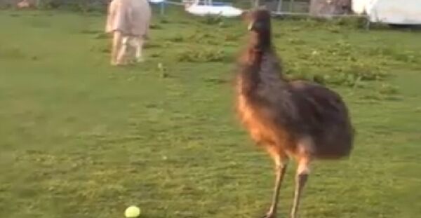 Emu - Sputnik International