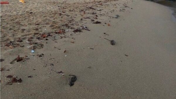 Dead rats are seen on a Barcelona beach - Sputnik International