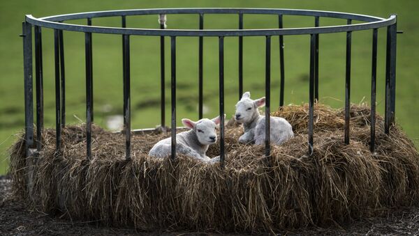 Two newborn lambs sit in a bale feeder on Pip Simpson's farm on Wansfell hill, above Troutbeck village in the Lake District National Park, near the town of Ambleside, northern England on April 18, 2018 - Sputnik International