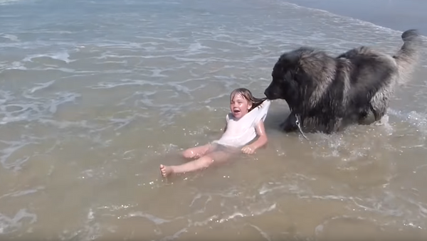 Playtime is Over: Dog Reels in Human from ‘Dangerous’ Ocean Waves - Sputnik International
