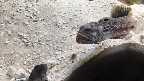 Playfully Petty: Two Fish Engage in Aquarium Sand Fight - Sputnik International