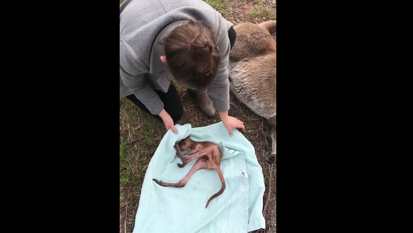 Orphaned Joey Rescued from Deceased Mother’s Pouch - Sputnik International
