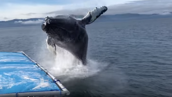 Whale splashes watchers - Sputnik International