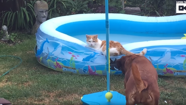 Cat Splash: Pup Pushes Kitten into Kiddie Pool - Sputnik International