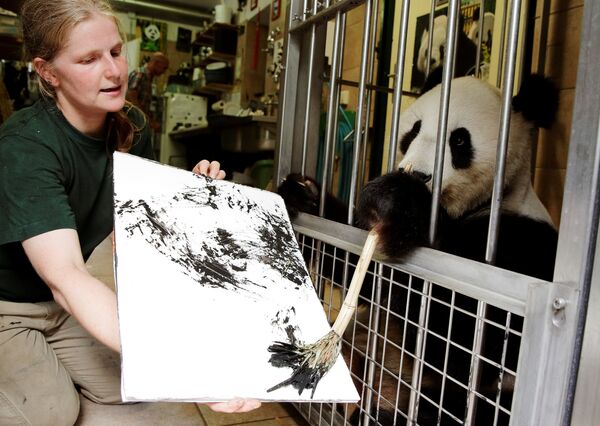 Painting panda at Vienna, Austria zoo Painting panda at Vienna, Austria zoo - Sputnik International