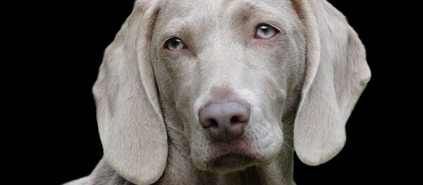 Dog Dog - Sputnik International