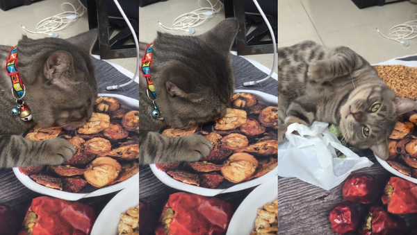 Faux Feast: Kitten Caught Licking Placemat - Sputnik International