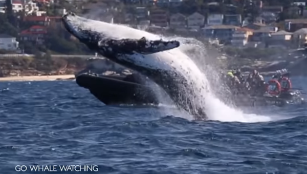 Shocking Massive Whale Gracefully Jumps Out of Ocean in Australia - Sputnik International