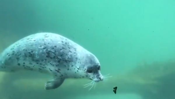 A Whole New World: Pacific Harbor Seal Meets Butterfly - Sputnik International