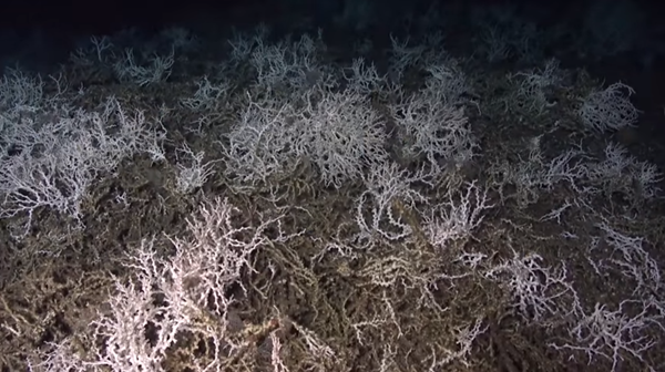 Team of researchers discover 85-mile stretch of cold water coral reef off the coast of South Carolina Team of researchers discover 85-mile stretch of cold water coral reef off the coast of South Carolina - Sputnik International