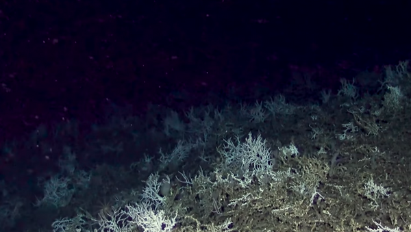 Cold water coral reef discovered off the coast of Charleston, South Carolina, by researchers from the Deep Search expedition - Sputnik International