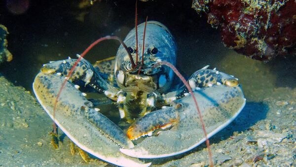 Lobster - Sputnik International