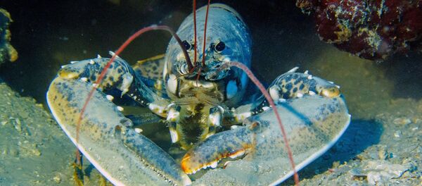 Lobster - Sputnik International