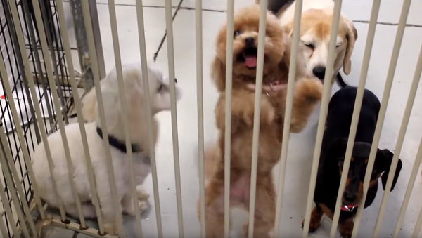 Teacup Poodle Busts a Move During Doggy Daycare Pickup - Sputnik International