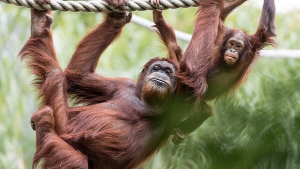 Orangutan Mom and Baby Hanging - Sputnik International