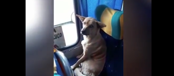 Dog Taking a Bus. 2018 - Sputnik International
