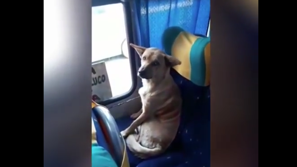 Dog Taking a Bus. 2018 - Sputnik International