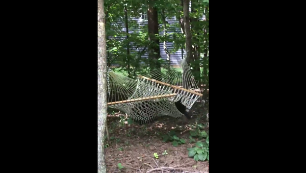 Bear in hammock. 2018 - Sputnik International