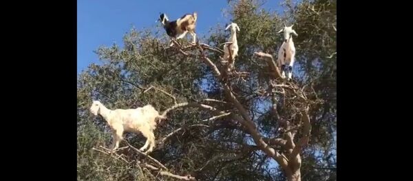 A bunch of goats on top of a tree A bunch of goats on top of a tree - Sputnik International
