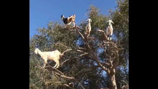 A bunch of goats on top of a tree - Sputnik International
