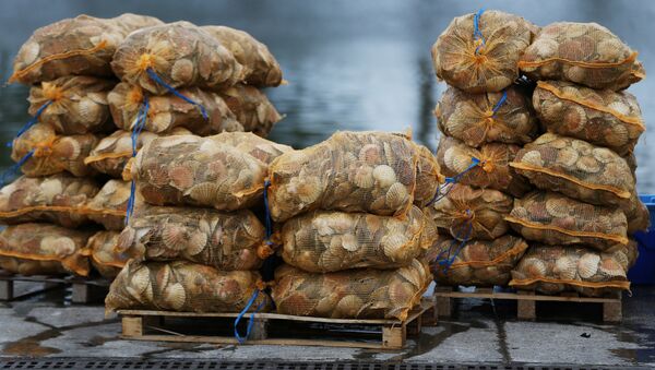Scallops are stacked up on the dockside at Ouistreham, near Caen in northern France - Sputnik International
