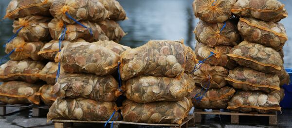 Scallops are stacked up on the dockside at Ouistreham, near Caen in northern France Scallops are stacked up on the dockside at Ouistreham, near Caen in northern France - Sputnik International