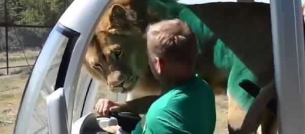 Crimea: Lion jumps into tourist van on safari tour - Sputnik International
