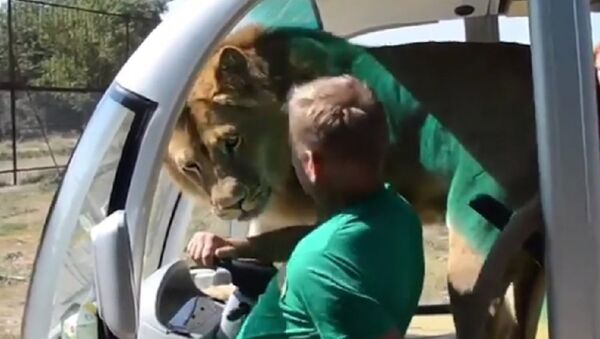 Crimea: Lion jumps into tourist van on safari tour - Sputnik International