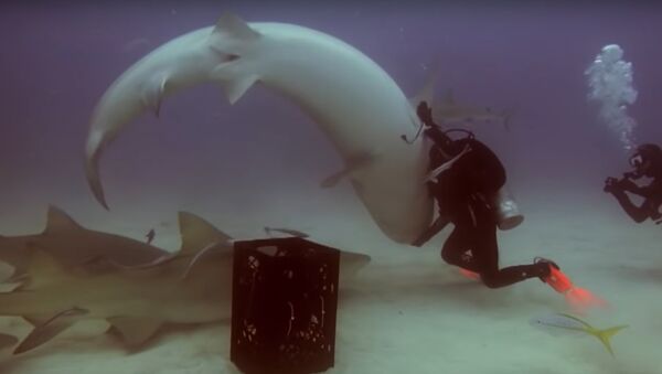 Incredible Moment Diver Hypnotises Shark - Sputnik International