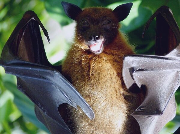 Top 5 Animals Used by Humans for War & Espionage Top 5 Animals Used by Humans for War & Espionage - Sputnik International