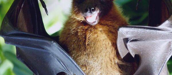 Bat Bat - Sputnik International