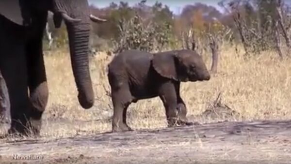 'This is UNREAL!' HEARTBREAKING video shows baby elephant WITHOUT his trunk - Sputnik International