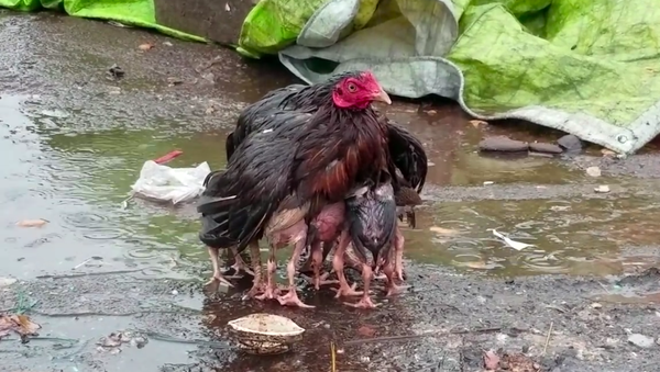 Hen and chickens in India - Sputnik International
