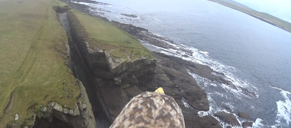 Bird’s Eye View: Eagle Presents Tour of Scotland’s Orkney Bird’s Eye View: Eagle Presents Tour of Scotland’s Orkney - Sputnik International
