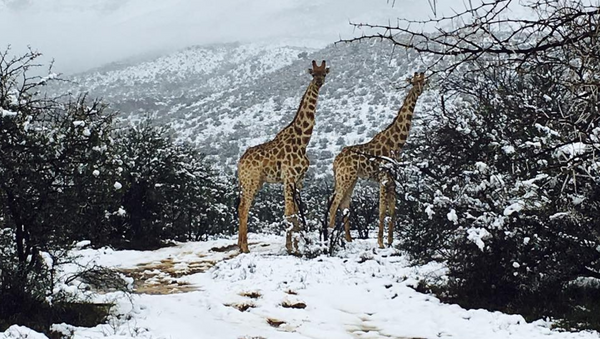 Giraffes in South African snow - Sputnik International