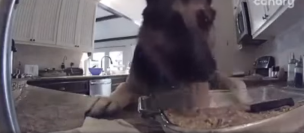 ‘Entrapment’: Hidden Camera Catches Peanut Butter Fudge Thief - Sputnik International