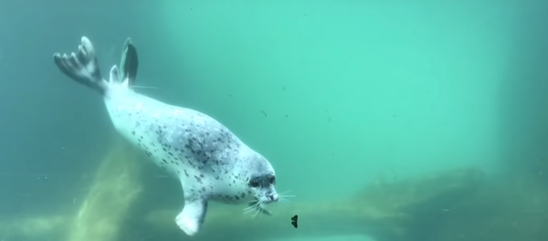 Seal Meets Butterfly Seal Meets Butterfly - Sputnik International