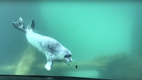 Seal Meets Butterfly - Sputnik International
