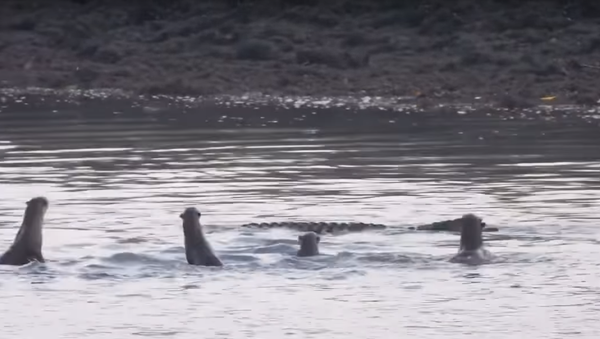 Fight Between Otters and Crocodile - Sputnik International