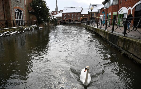 Swans swim along a canal near The Maltings shopping centre in Salisbury - Sputnik International