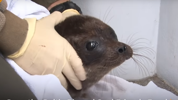 Vovchik the Seal Pup Released Into His Natural Habitat - Sputnik International