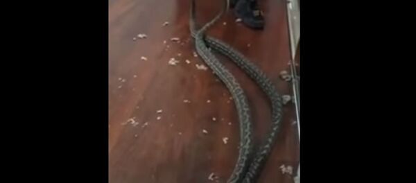 Snakes Fall Into Woman's Bedroom in Australia Snakes Fall Into Woman's Bedroom in Australia - Sputnik International