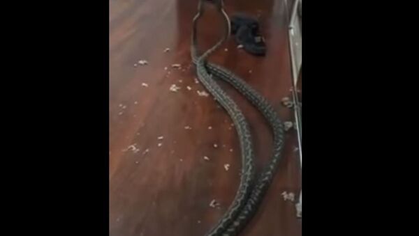 Snakes Fall Into Woman's Bedroom in Australia - Sputnik International