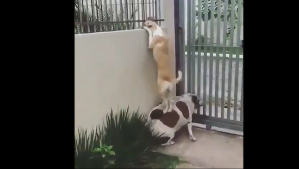 Dogs Near the Fence. - Sputnik International