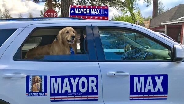 Maximus Mighty Dog Mueller II, Golden Retriever elected as Idyllwild mayor - Sputnik International