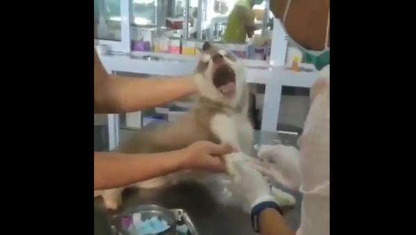 Puppy screams during an injection. - Sputnik International