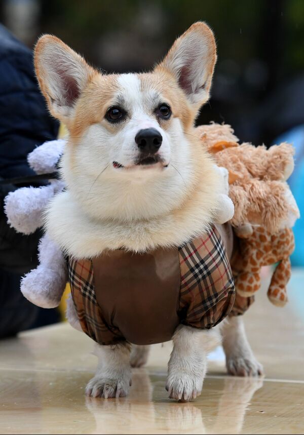 Pet Carnival: Moscow Holds First Parade of Dogs in Costumes Pet Carnival: Moscow Holds First Parade of Dogs in Costumes - Sputnik International