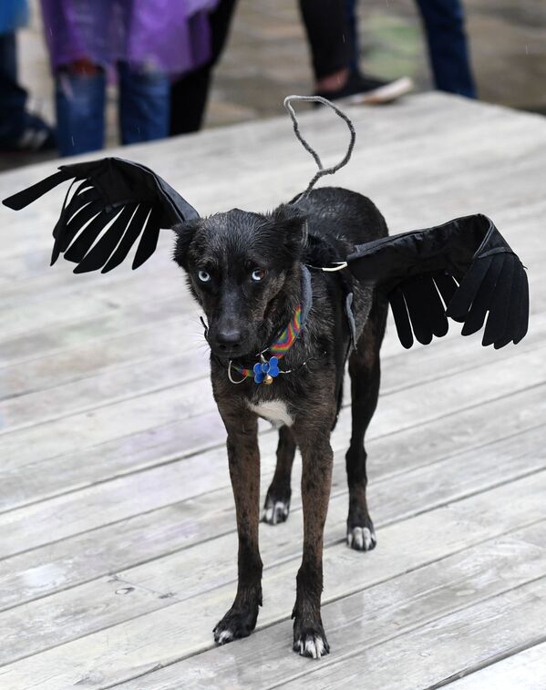 Pet Carnival: Moscow Holds First Parade of Dogs in Costumes Pet Carnival: Moscow Holds First Parade of Dogs in Costumes - Sputnik International